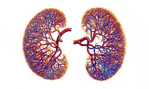 Renal glands illustrative image